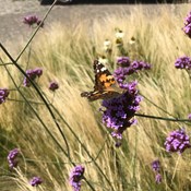 Showtuin Aartselaar Stipa Verbena Vlindertuin Showtuin rreac04 Publiek Aartselaar Stipa Verbena Vlindertuin